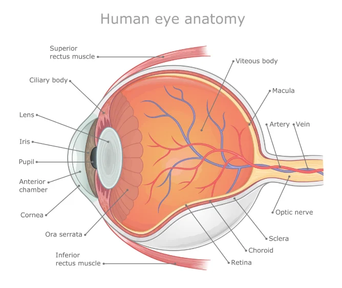 human eye anatomy